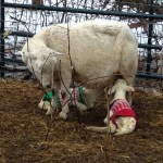 Here are Mr. and Mrs. Banks, just a few minutes after being born.