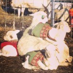 Bert in the red sweater, Poppin on top of Lucy, and Mary looking into the camera.