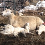 Here's 618 surrounded by four of the five lambs.