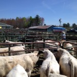 Cattle pens.