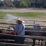 Hosing down the cattle to help them keep cool.