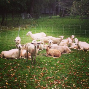 Relaxing on the lawn at the end of a successful grazing season.