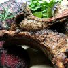 Whole Lamb Deposit
