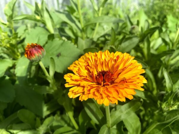 $250 Farm Products Credit