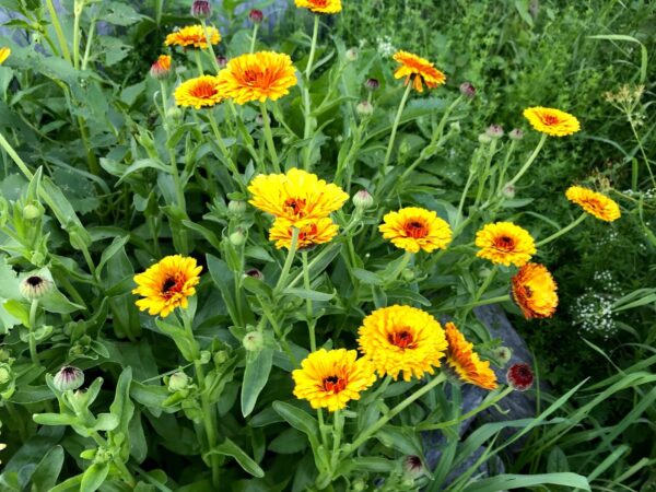 $50 Farm Products Credit